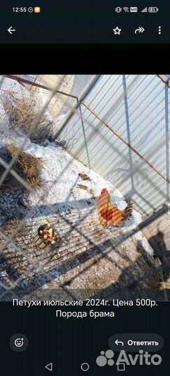 Петиху брама