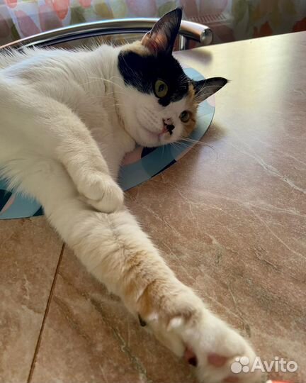 Стерилизованая кошечка ищет дом