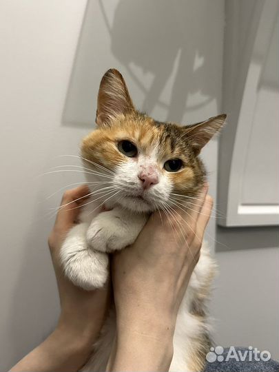 Кошка Николь в добрые руки