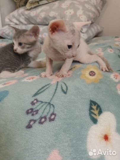 Донской сфинкс браш котята