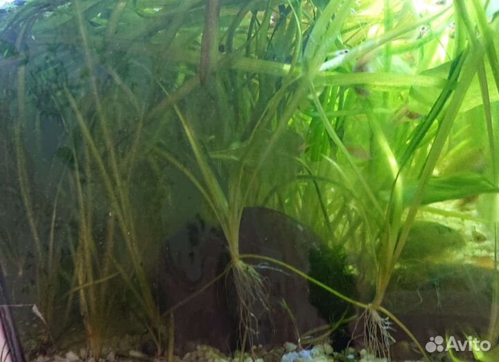 Аквариумные растения, валлиснерия