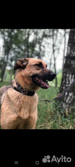 Молодой пёс из приюта