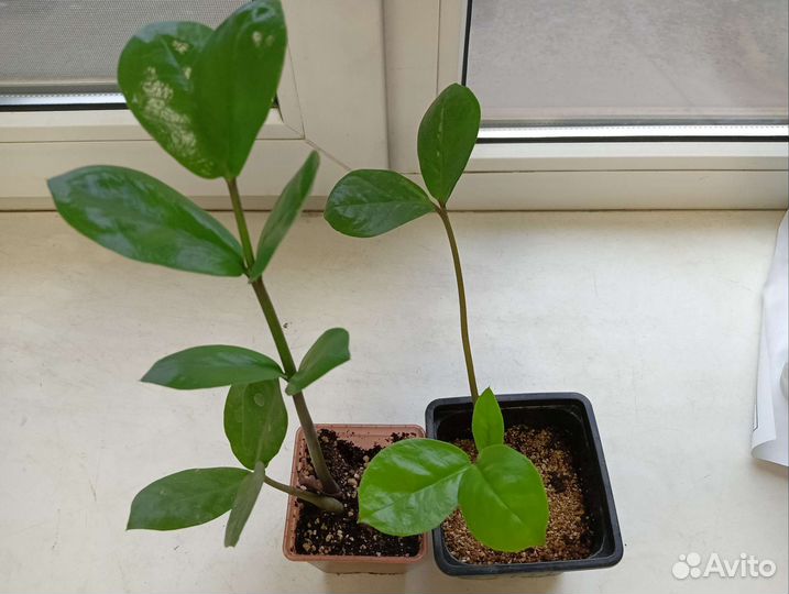 Замиокулькас