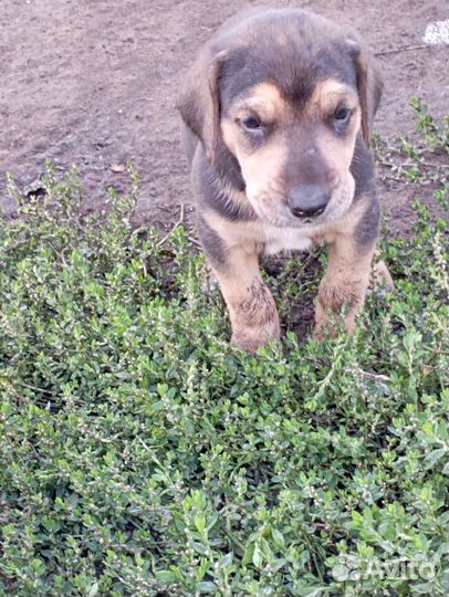 Собаки щенки бесплатно