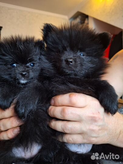 Продам шпица щенки