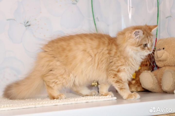 Золотой циннамон британец