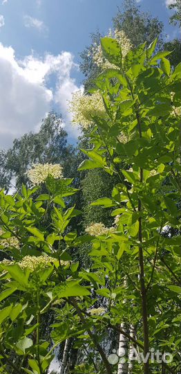 Бузина черная и красная