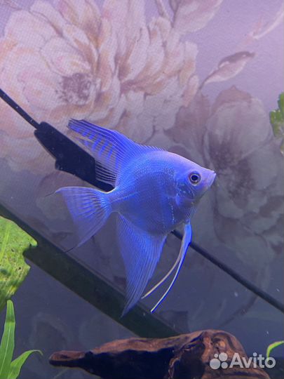 Трофеус,Северумы, бражник, скалярии и не только