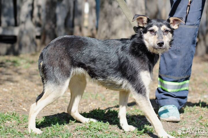 Малышка Ками в семью