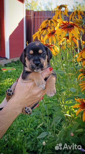 Щенки бигля