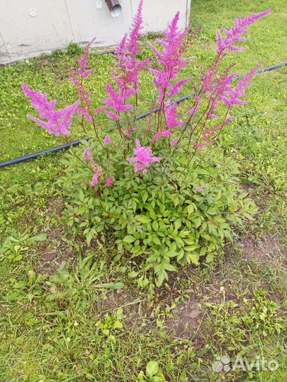 Цветы садовые