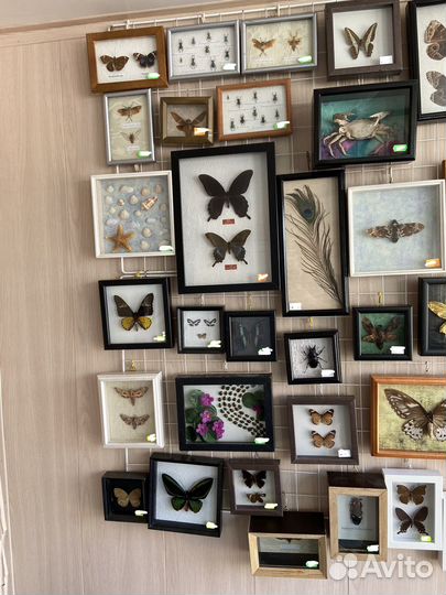 Бабочки в рамках