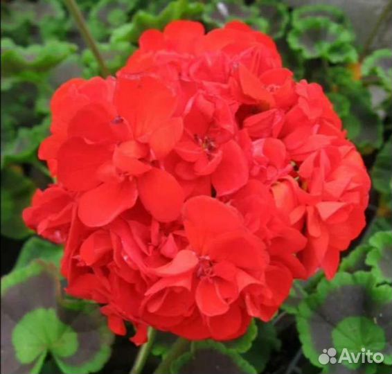 Пеларгония герань