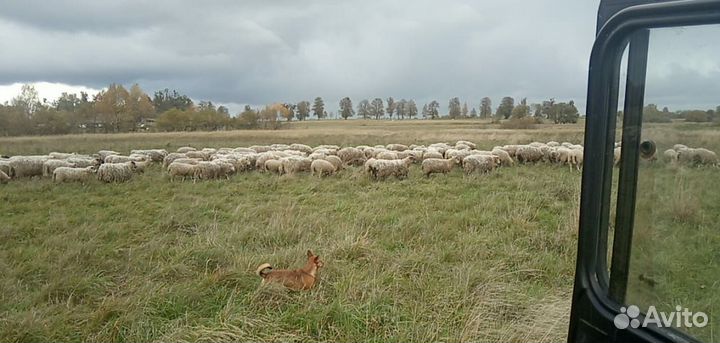 Овцы бараны