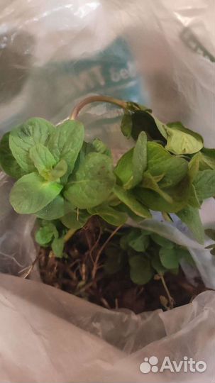 Мята, мелисса, душица на посадку кустики