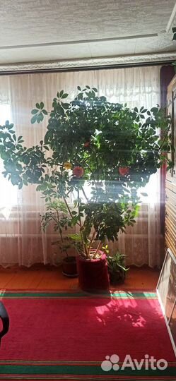 Цветы в офис (Шефлера)