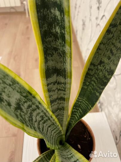 Сансевиерия лауренти