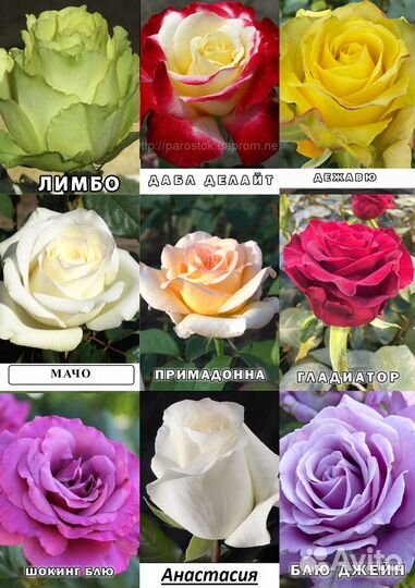 Саженцы Роз разных сортов (Розница)