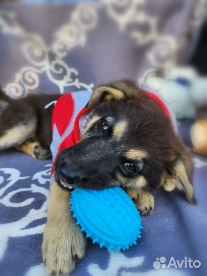 Немецкая овчарка(метис) в добрые руки