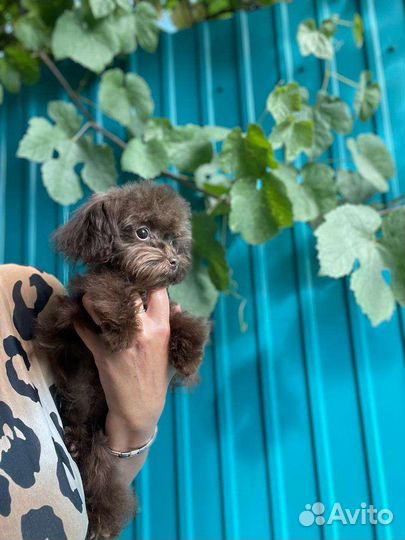 Микро тикап,мальтипу