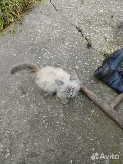 Отдам кота в добрые руки