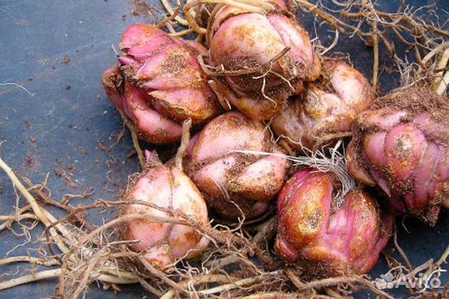 Луковицы лилии оптом