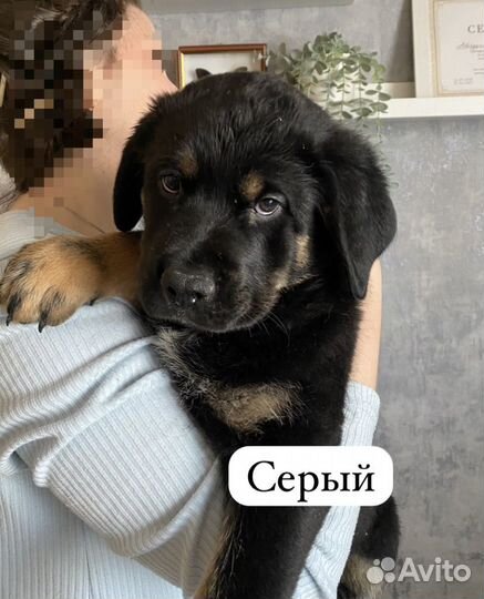 Щенки ротвейлера продажа