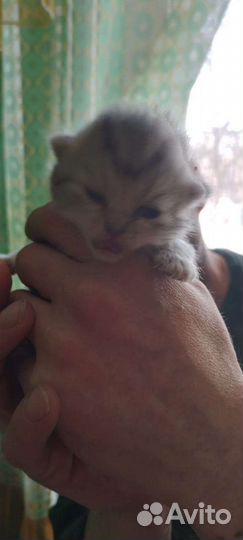 Кошки
