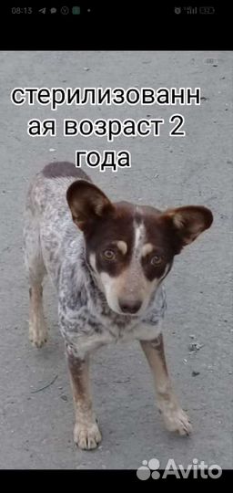 Щегки собачки