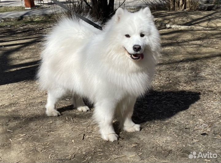 Самоед вязка