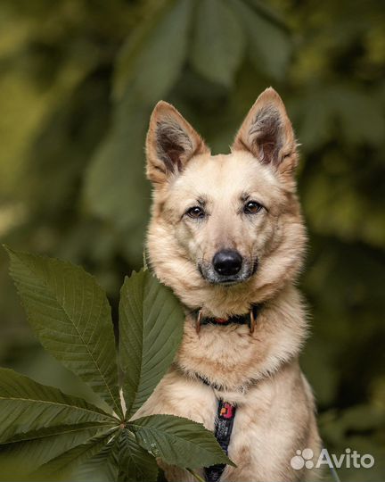 Собака в добрые руки