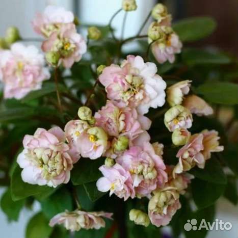 Фиалки-трейлеры