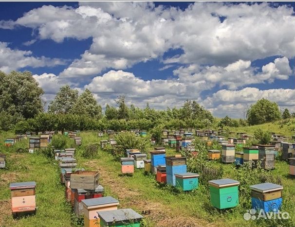 Мед 24 года натуральный оптом