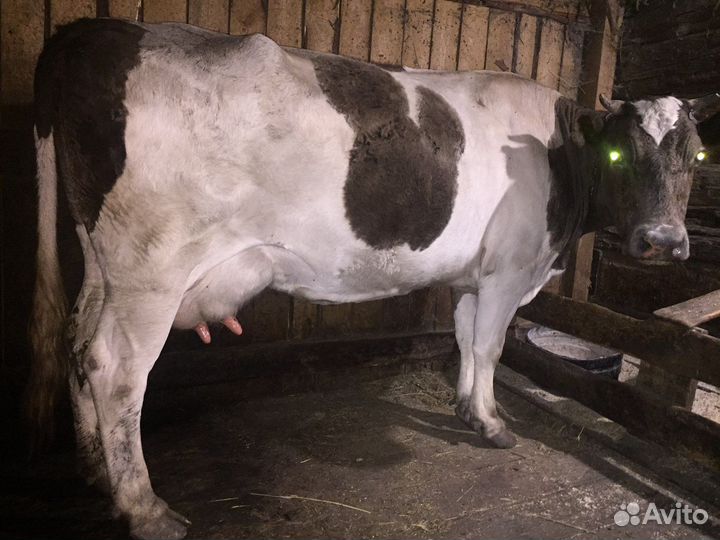 Корова высокоудойная четыре отела цена 75000