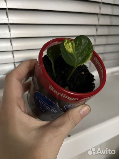 Комнатные цветы