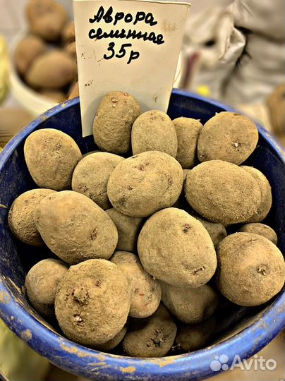 Семенной картофель с бесплатной доставкой