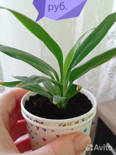 Пальма юкка