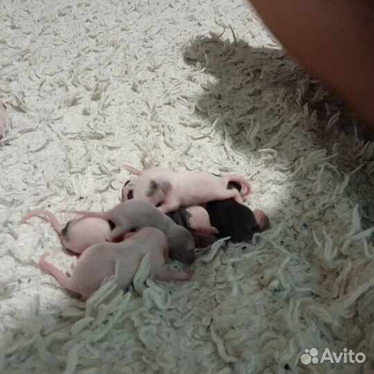 Крыса Дамбо хаски крысята