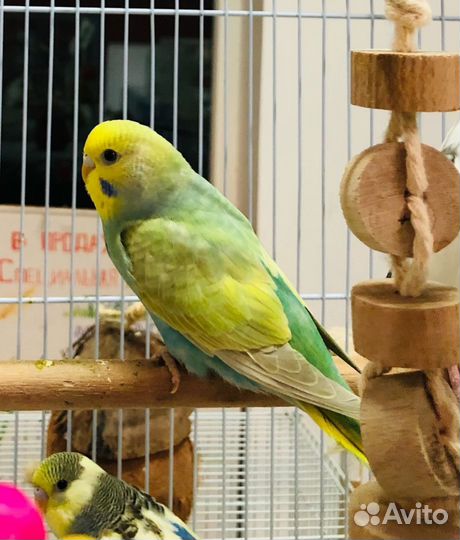 Волнистый попугай