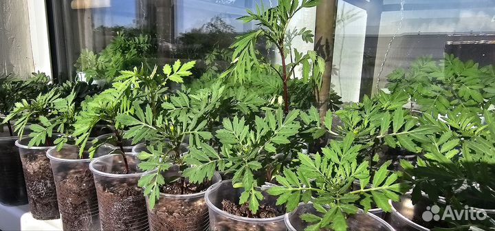 Рассада бархатцы