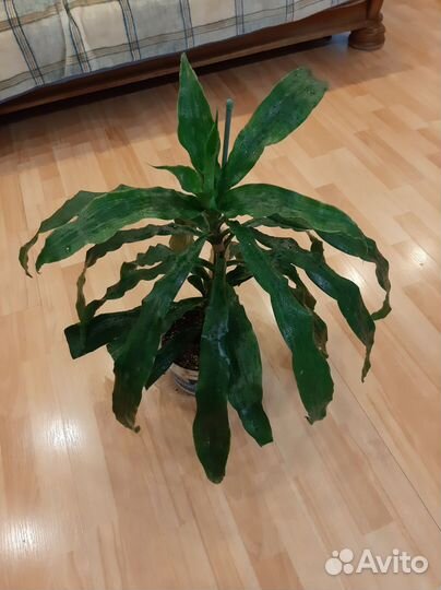 Драцена фрагранс душистая