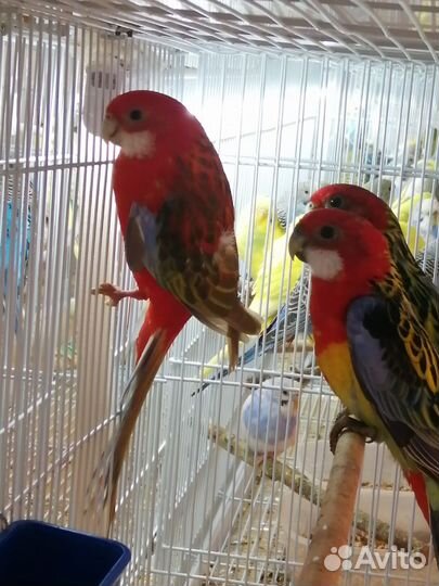 Попугай розелла, корелла, какарик и другии