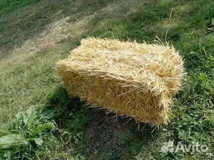 Солома ячменная в тюках,зерно