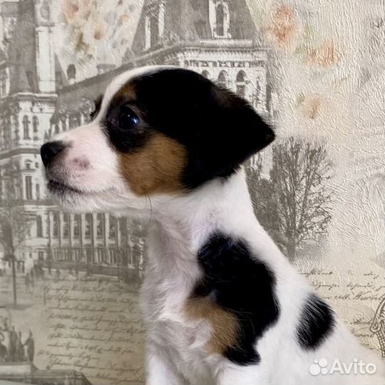 Джек рассел Девочка