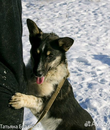 Лапочка-собачка ждёт заботливого хозяина)