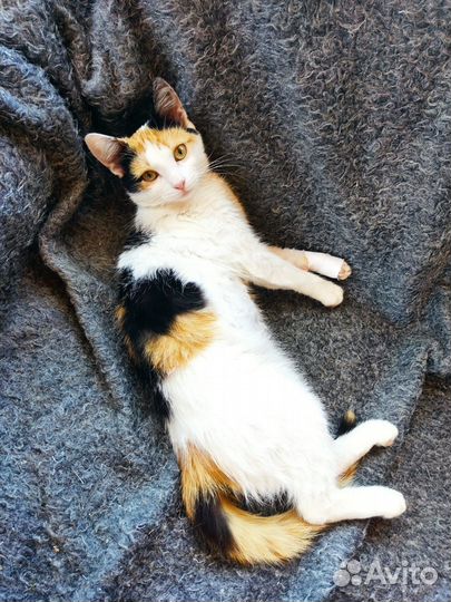 Трехцветная кошечка в добрые руки