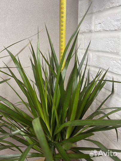 Пальма драцена комнатные цветы