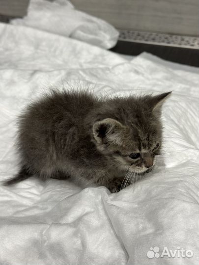 Котята бесплатно