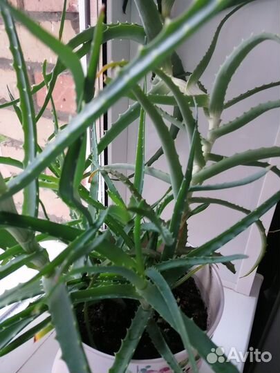 Алоэ комнатное растение в керамическом горшке