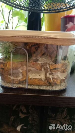 Формикарий